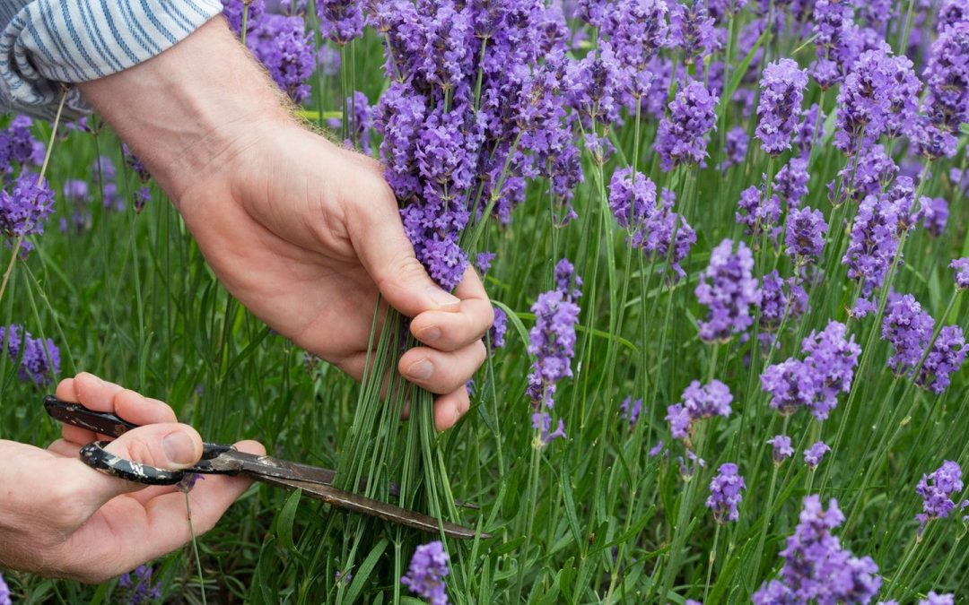 6 amazing plants that will help you relax
